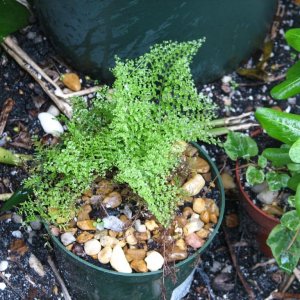 "Suzi Wong" mini-fern (good for terrarium)