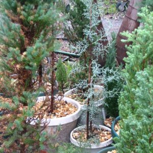 Misc. dwarf conifers