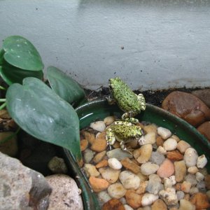 Western green toads (Bufo debilis)