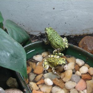 Western green toads (Bufo debilis)