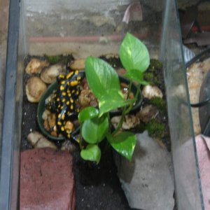 European fire salamander (juvenile)