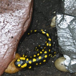 European fire salamander (juvenile)