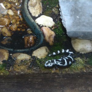 marbled salamander