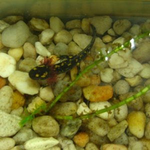 Near transformation, developing adult coloration. 
About 2.5" long.