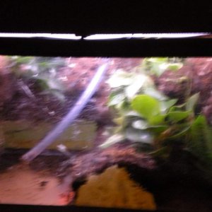 My frog vivarium