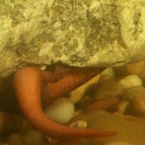 Pseudotriton nitidus Laying eggs