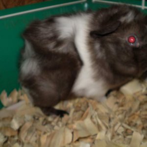 Pipsqueak, an adopted Roan and white Ayssinian guinea pig...always having a bad hair day! :D