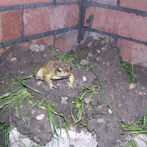 Bufo  americanus