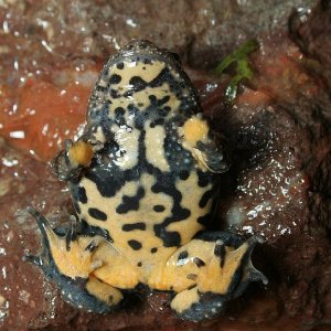 Pattern on ventral side bombina maxima