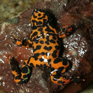 Pattern on ventral side Bombina orientalis