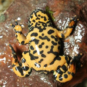 Pattern on ventral side Bombina orientalis