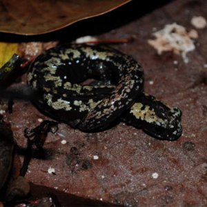 Bolitoglossa yucatana