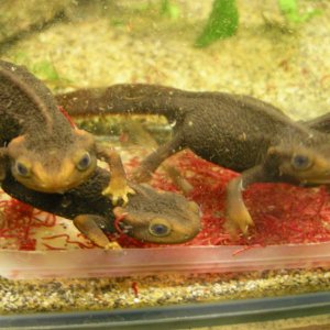 Himalayan Crocodile Newts feeding