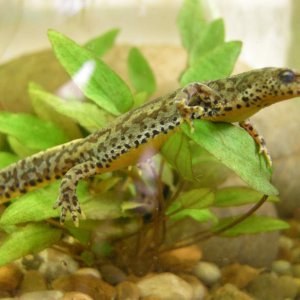 Bosnian Alpine Newt