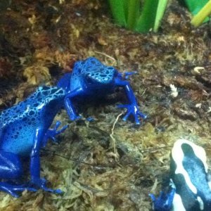 Dart Frogs