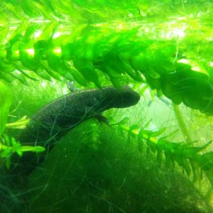 2010 CB Italian Crested Newt (Triturus c.carnifex)