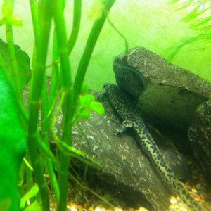 Algerian Ribbed Newt (Pleurodeles nebulosus)