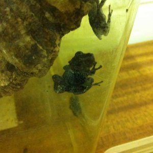 2010 CB Taylor's bug eyed frogs (Theloderma stellatum)