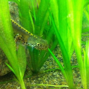 Northern Italian Alpine Newt (I a.apuanus/apuana)