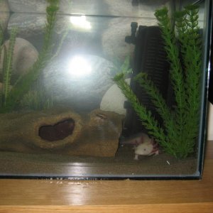 new axie tank 034