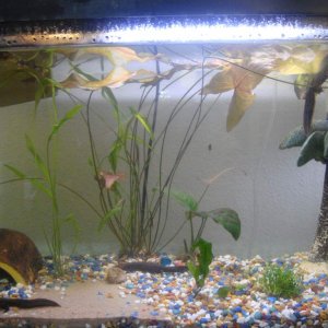 29 gallon Walstad style setup