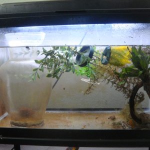 larvae tank