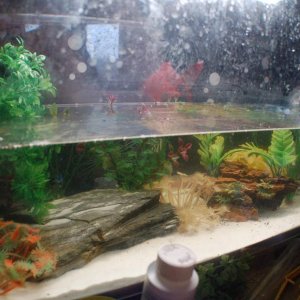 main axie tank from left.