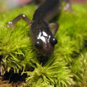 Plethodon montanus