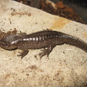 Ambystoma talpodieum