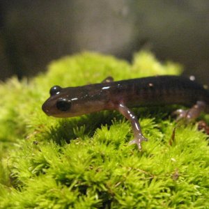 Plethodon montanus again