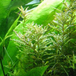 more pearling rotala