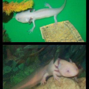 This is Hoshi when he was first brought home and how he is now. He's an amazing axolotl and I wish I'd had him since he was a baby! Hoshi is 4yrs old.