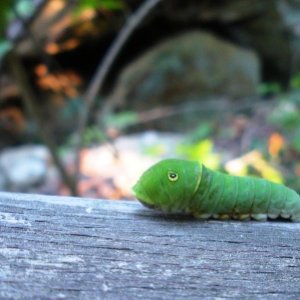 Caterpillar at Giant City State Park