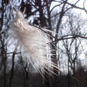 Owl feather at Panther's Den Wilderness