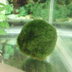 The amazing moss ball!