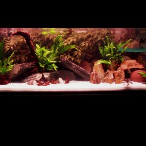 My tank