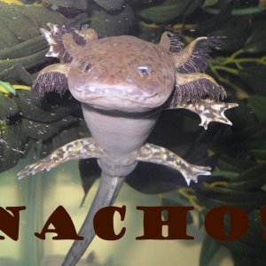 Nacho!