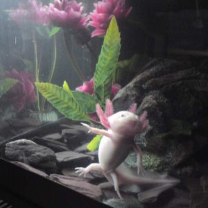 all singing all dancing, marvollous axolotls