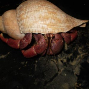 Very large Hermit crab. Size of the palm of my hand! Very active but in need of a new shell right now. Hamburg, PA Feb 2011