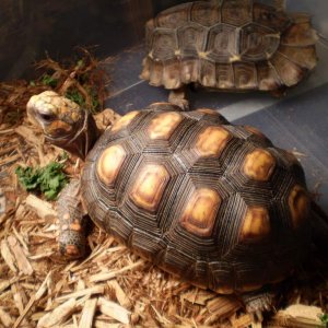 Look at this face! :D Extraordinary Redfoot, healthy eater, friendly and active. Hamburg, PA Feb 2011