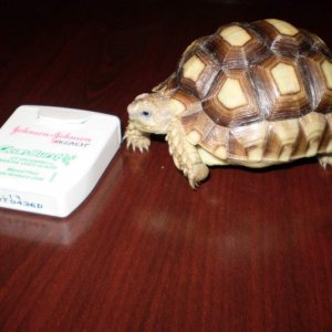 newly acquired sulcata. Vicious little thing about to attack my dental floss...lol jk Actually quite shy, but beautiful. Hamburg, PA Feb 2011