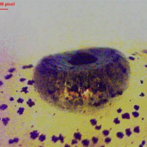 I.a.apuanus larva ca. 3 weeks old