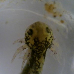 2 24 2011 larva in egg