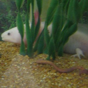 leucistic at 5 months