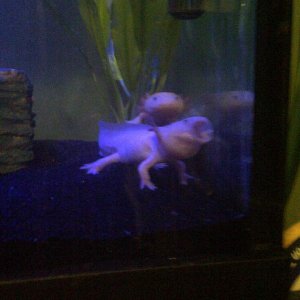 Axolotl yawning.