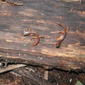 Juveniles, Santa Cruz County