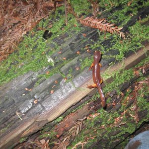 Ensatina eschscholtzii xanthoptica, Santa Cruz County