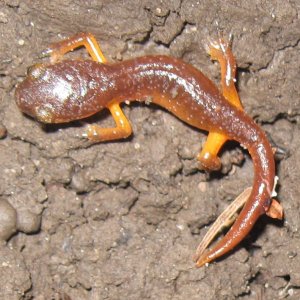 Ensatina eschscholtzii xanthoptica, Santa Cruz County