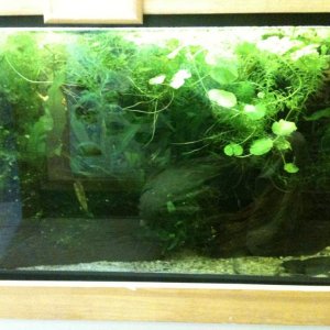 55 gallon housing 4 Axolotls