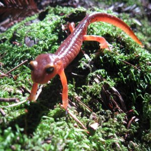 Ensatina eschscholtzii xanthoptica, Santa Cruz County